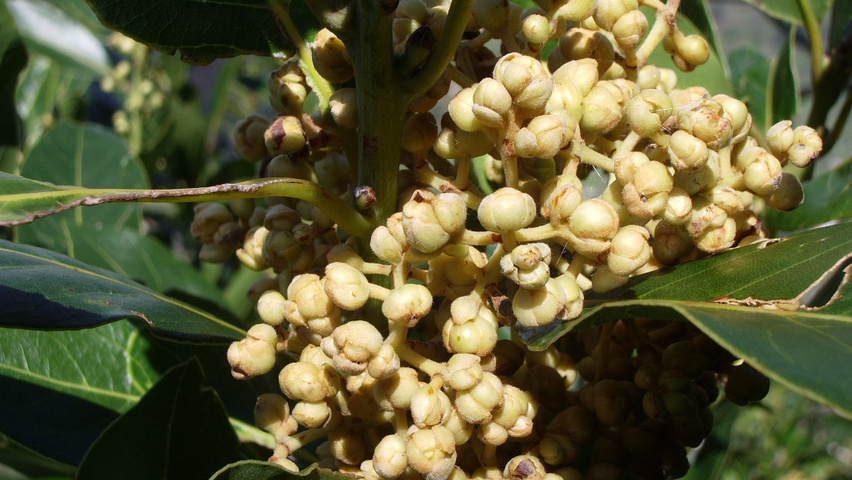 Laurus nobilis vrucht