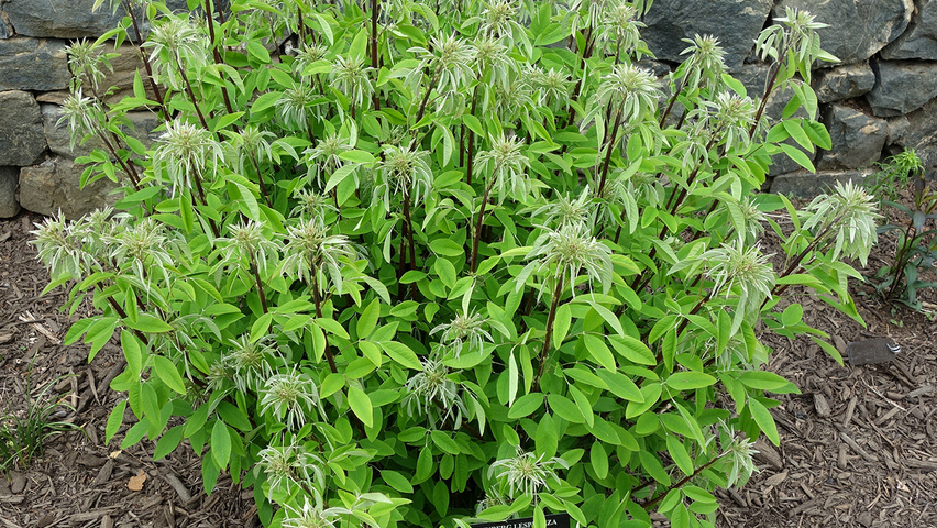 Lespedeza thunbergii arbustes solitaires