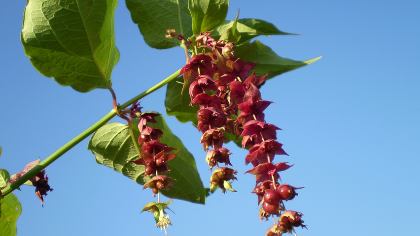 Leycesteria formosa flowers