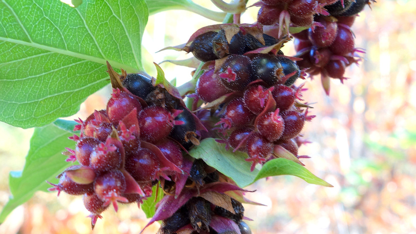 Leycesteria formosa fruits