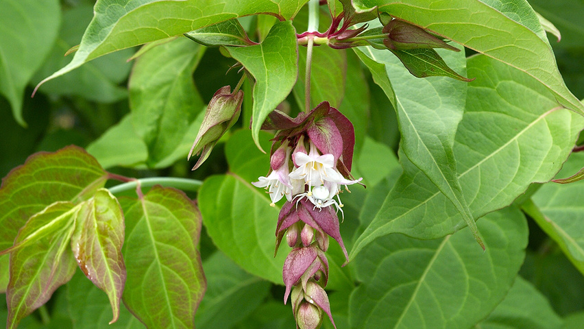 Leycesteria formosa leaves