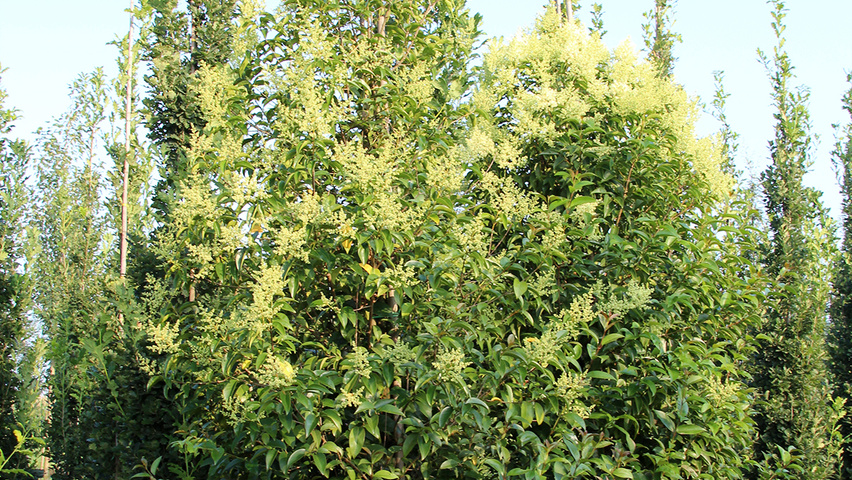 Ligustrum japonicum Деревья с центральным стволом и ветвями от земли