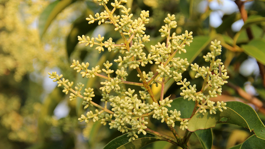 Ligustrum japonicum цветки