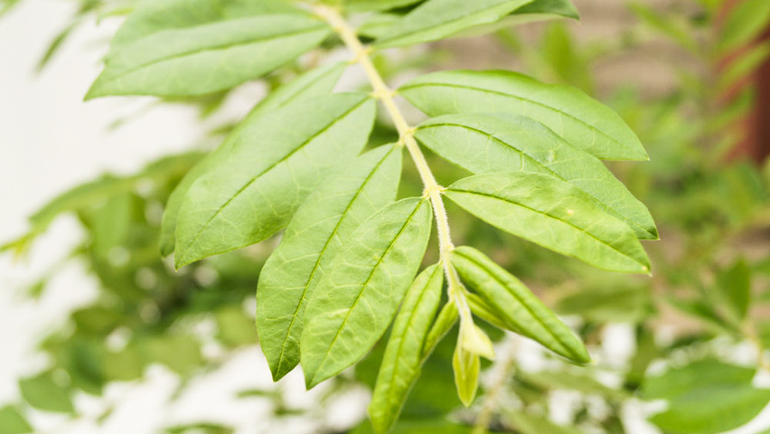 Ligustrum obtusifolium var. regelianum Feuilles