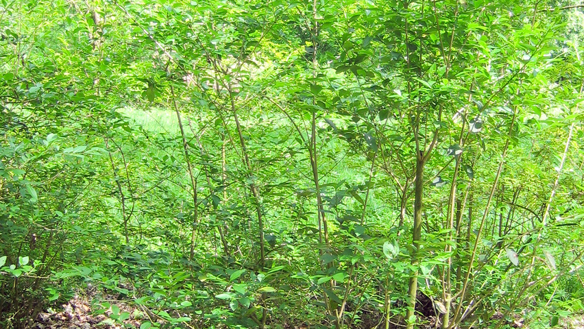 Ligustrum obtusifolium var. regelianum arbustes solitaires