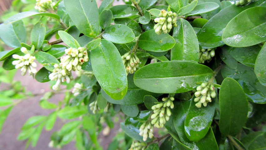 Ligustrum obtusifolium var. regelianum Feuilles