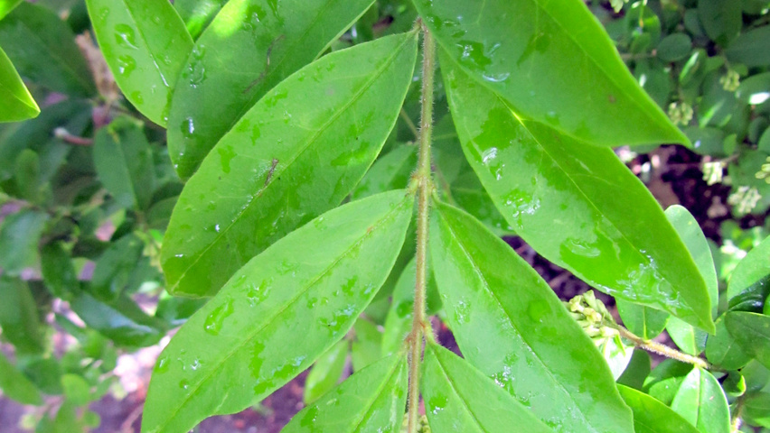 Ligustrum obtusifolium var. regelianum Feuilles