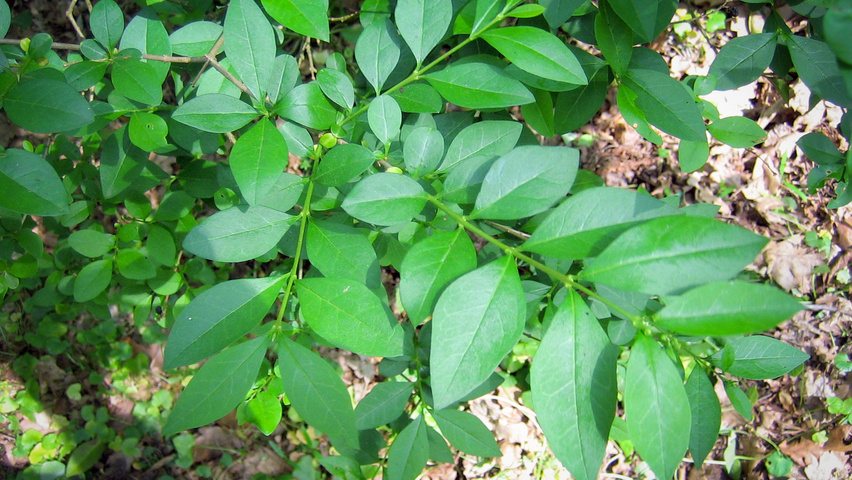 Ligustrum obtusifolium var. regelianum Feuilles