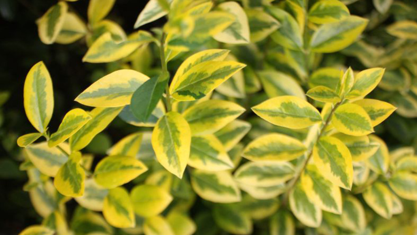 Ligustrum ovalifolium 'Aureum' leaves