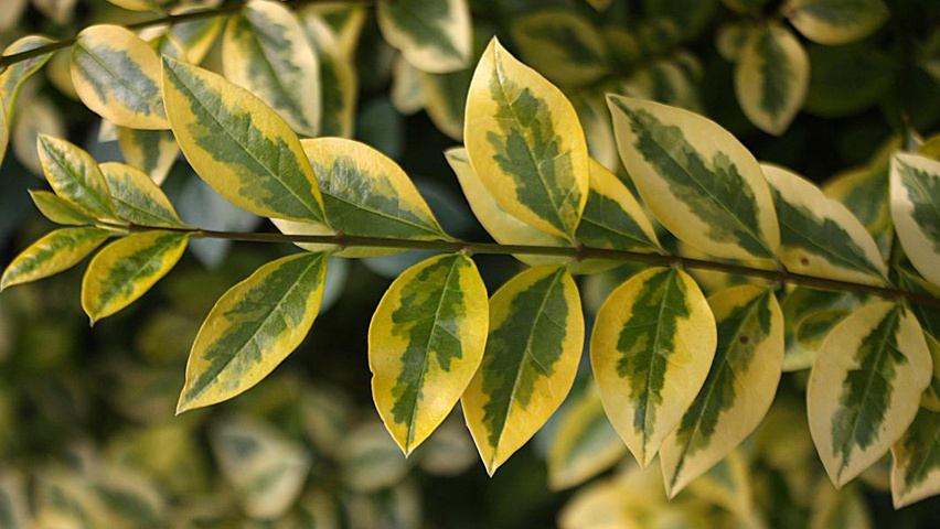Image of Ligustrum aureum leaf