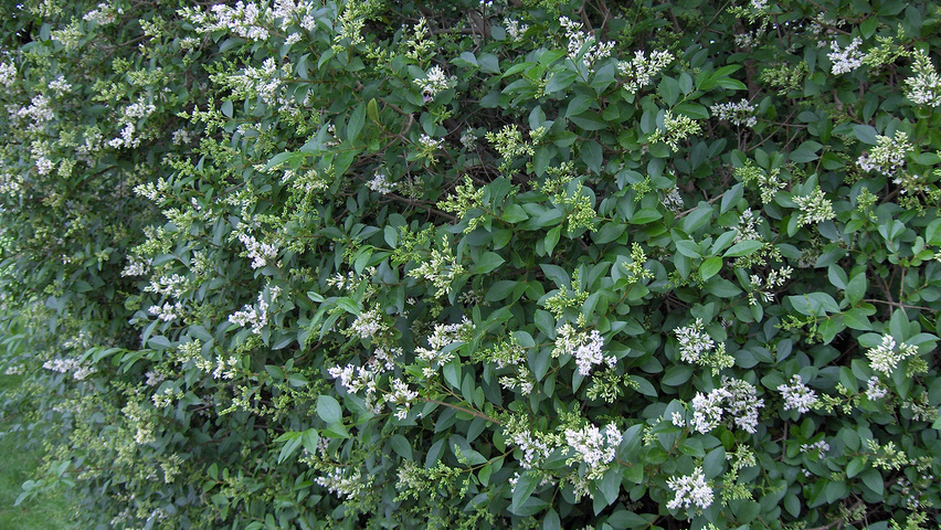 Ligustrum ovalifolium woodland planting stock