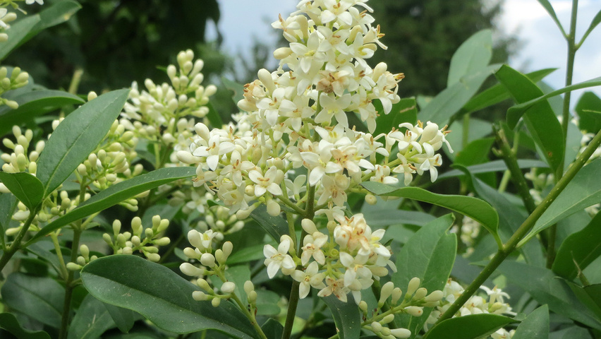 Ligustrum vulgare bloem
