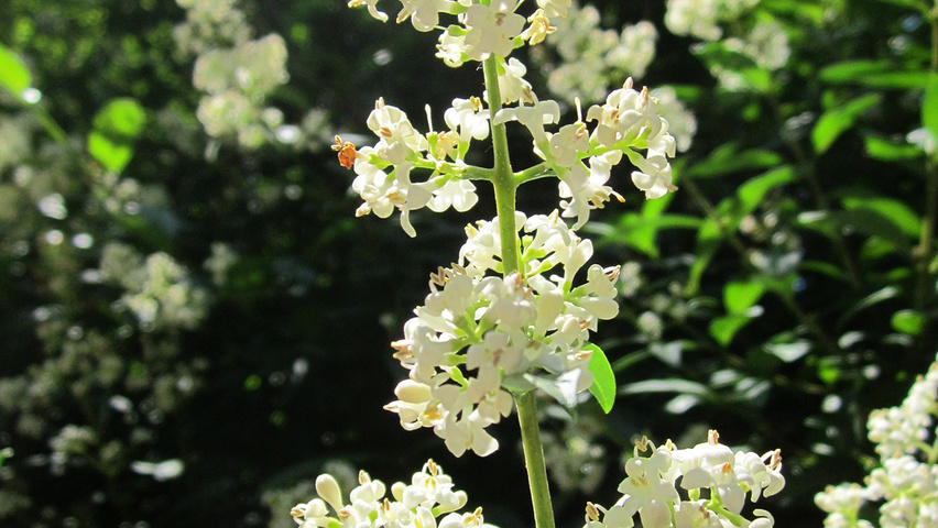 Ligustrum vulgare bloem