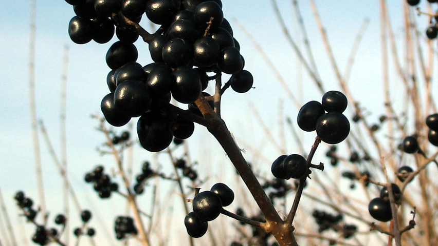 Ligustrum vulgare vrucht