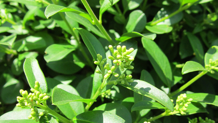Ligustrum vulgare blad