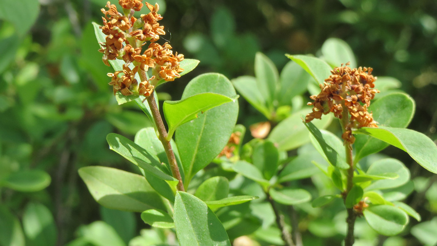 Ligustrum vulgare blad