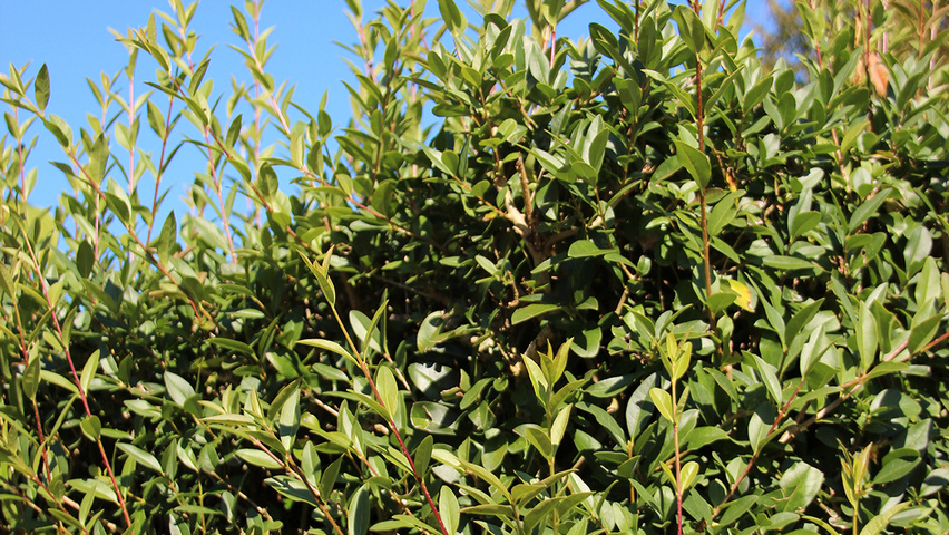 Ligustrum vulgare 'Lodense' leaves