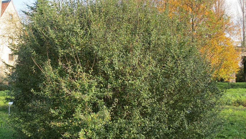 Ligustrum vulgare bosplantsoen