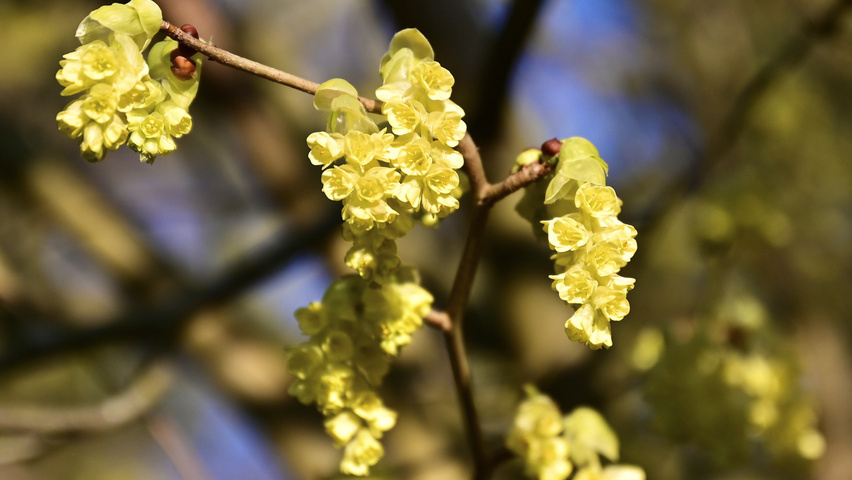 Lindera benzoin kwiaty
