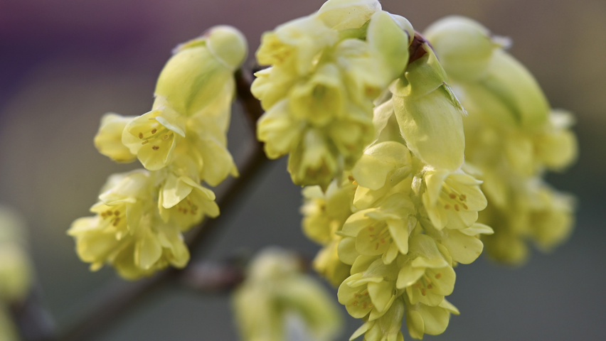 Lindera benzoin kwiaty