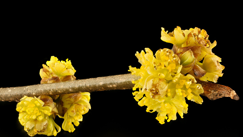 Lindera benzoin kwiaty