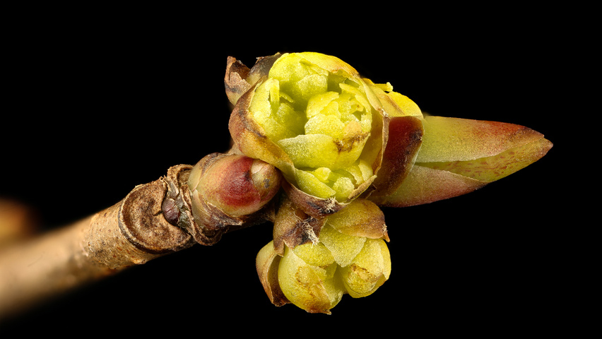 Lindera benzoin kwiaty