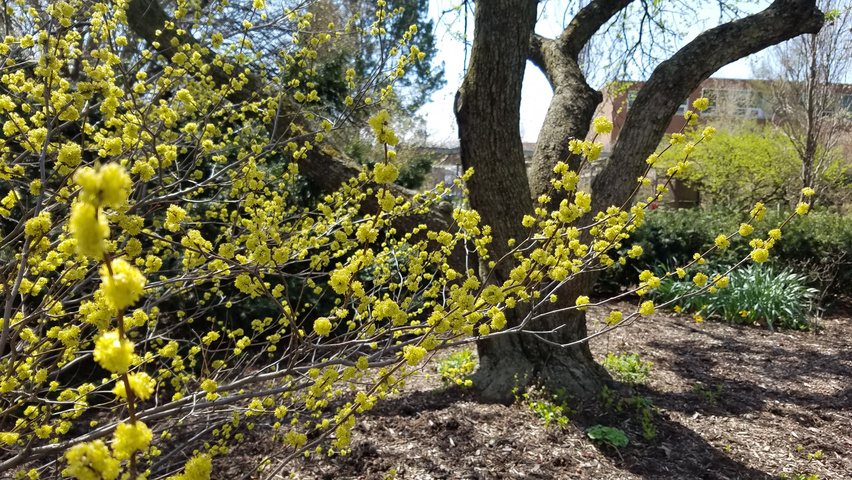 Lindera benzoin kwiaty