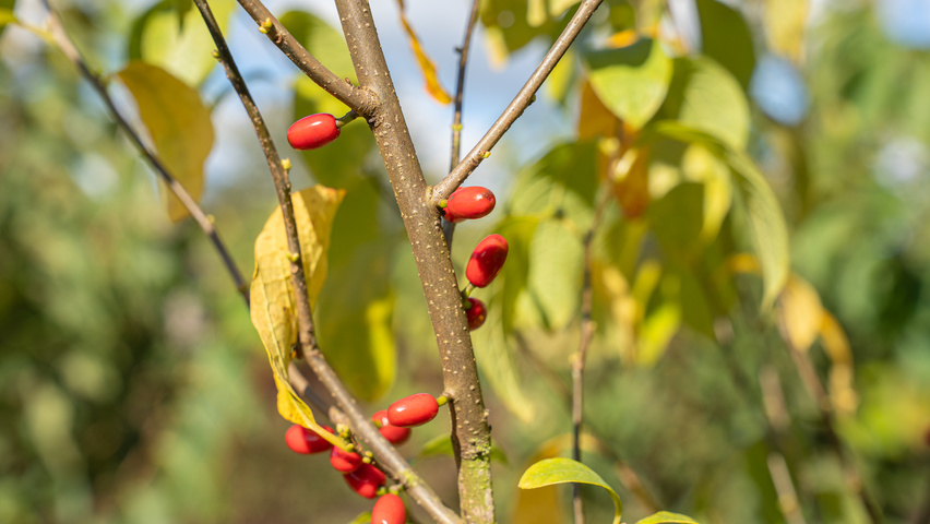 Lindera benzoin owoce