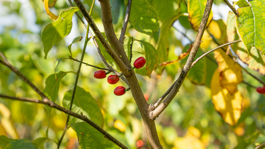 Lindera benzoin owoce