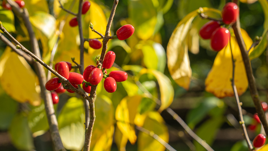 Lindera benzoin owoce