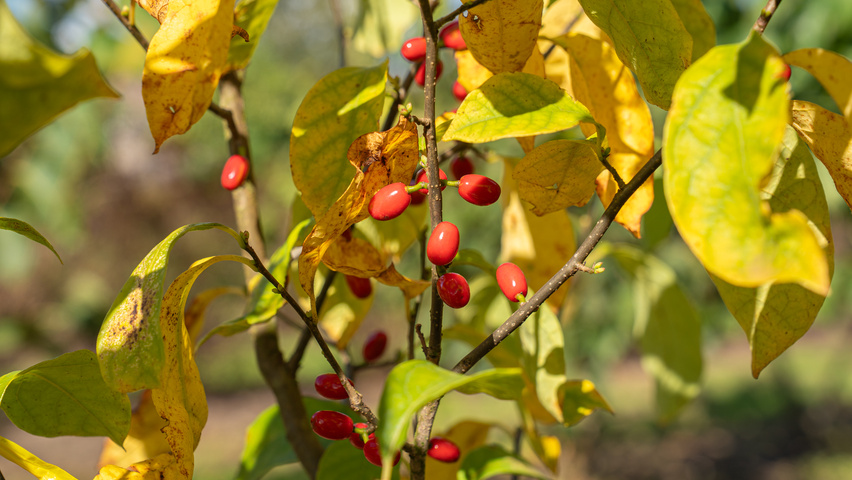 Lindera benzoin owoce