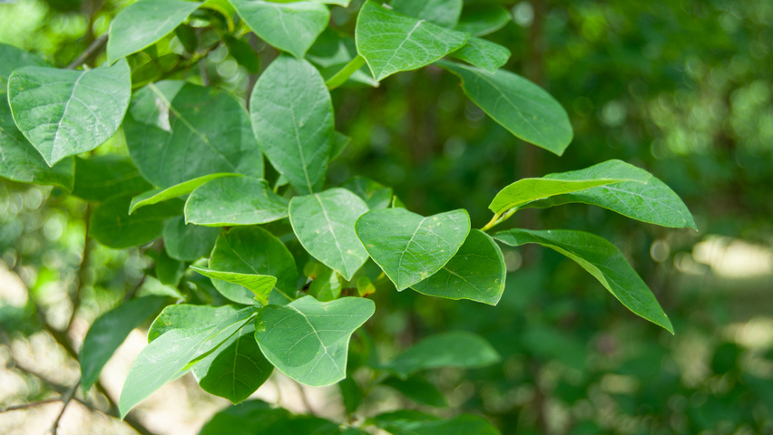 Lindera benzoin liście