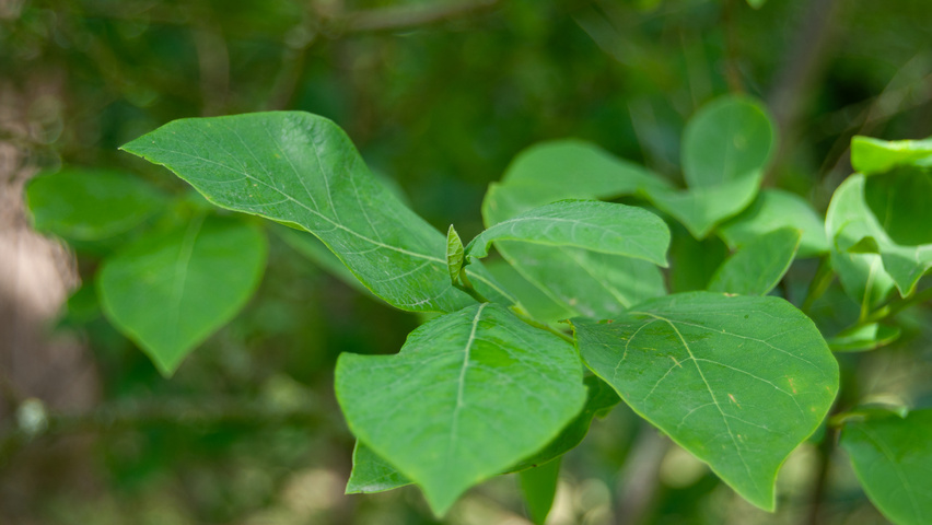 Lindera benzoin liście
