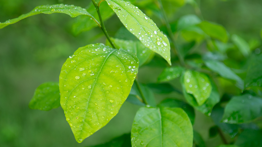 Lindera benzoin liście