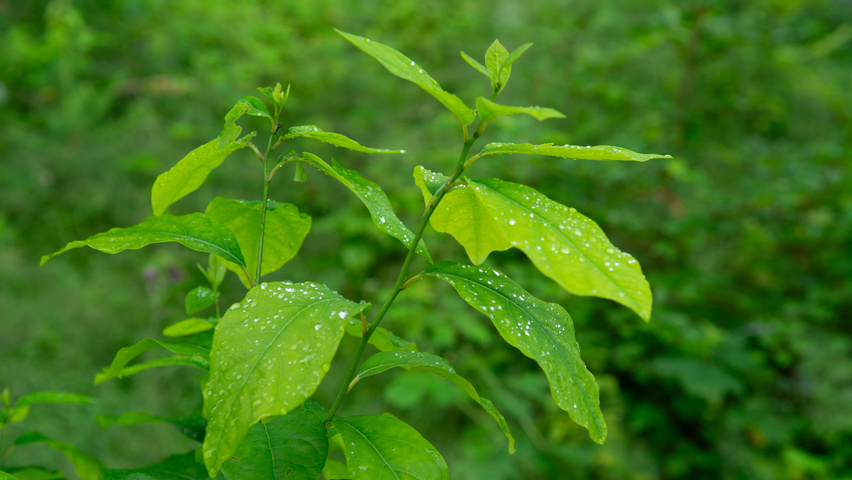 Lindera benzoin liście
