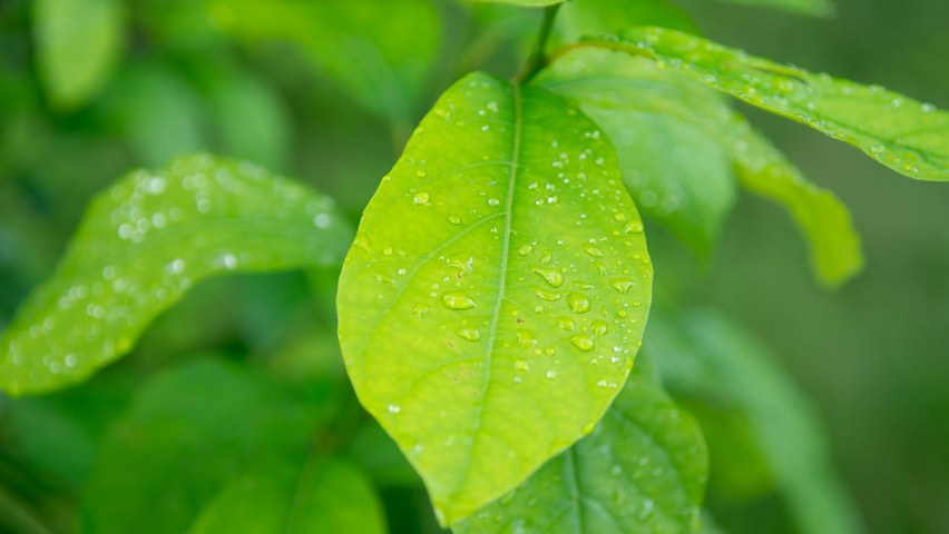 Lindera benzoin liście