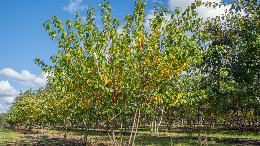 Lindera benzoin wielopniowy