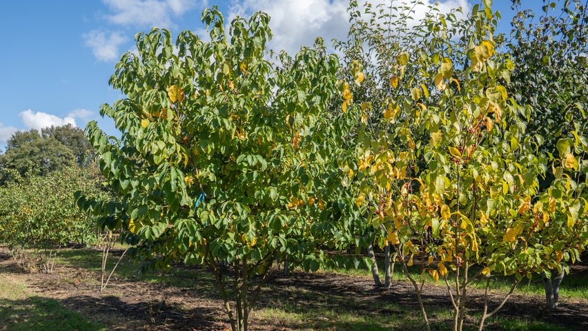 Lindera benzoin wielopniowy