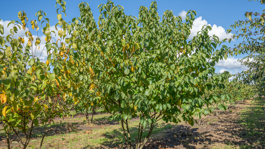 Lindera benzoin wielopniowy
