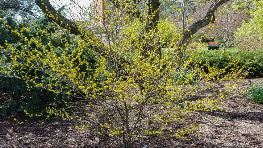 Lindera benzoin wielopniowy