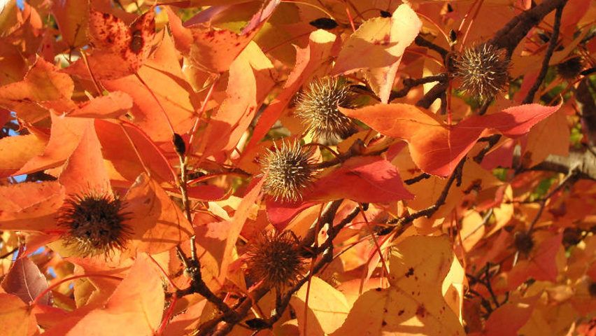 Liquidambar formosana autumn leaves