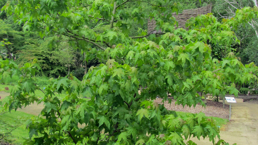 Liquidambar formosana feathered
