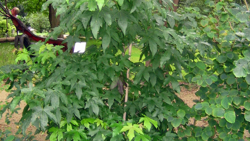 Liquidambar formosana feathered