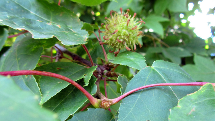 Liquidambar formosana fruits