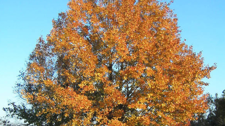 Liquidambar formosana standard tree