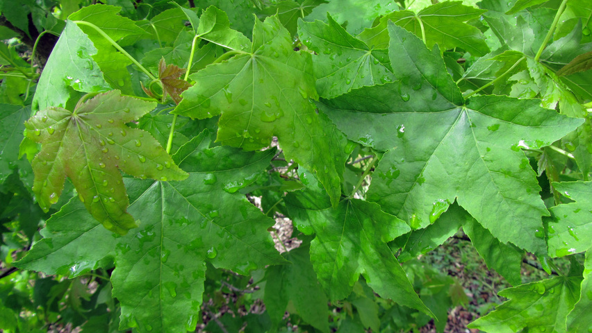 Liquidambar formosana leaves