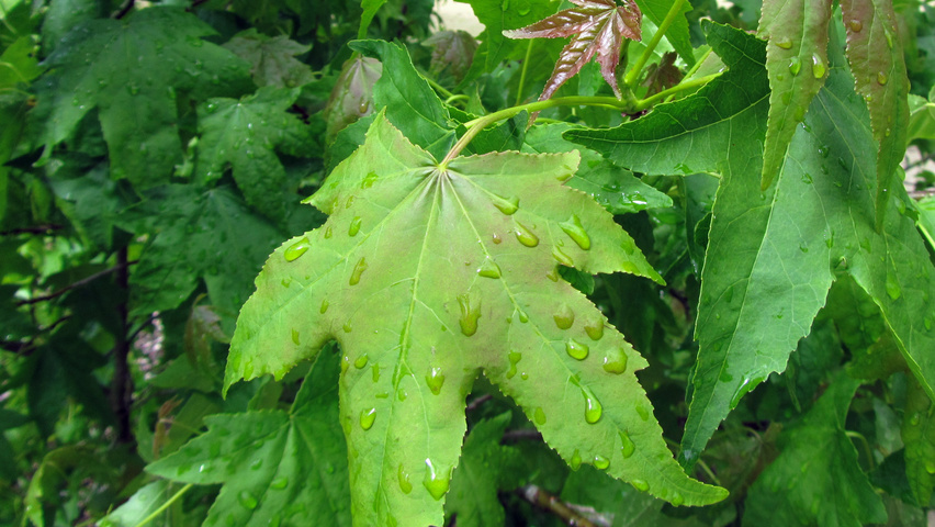 Liquidambar formosana leaves
