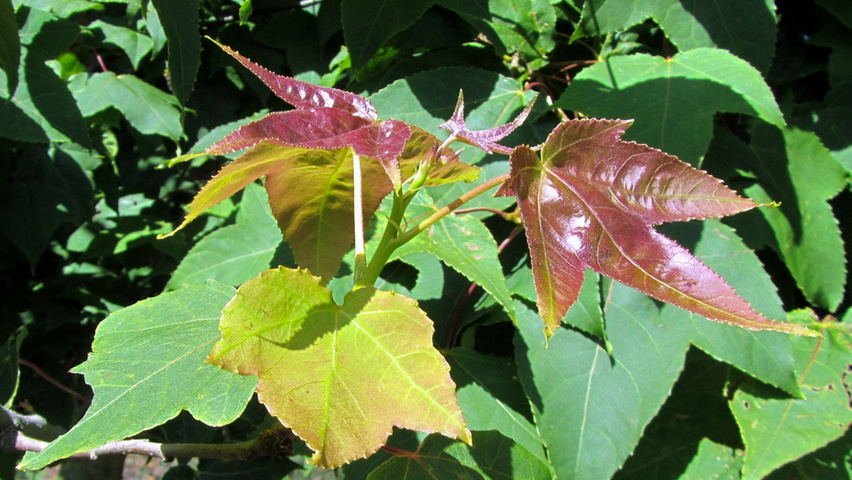 Liquidambar formosana leaves
