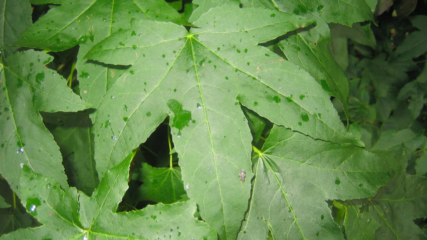 Liquidambar formosana leaves
