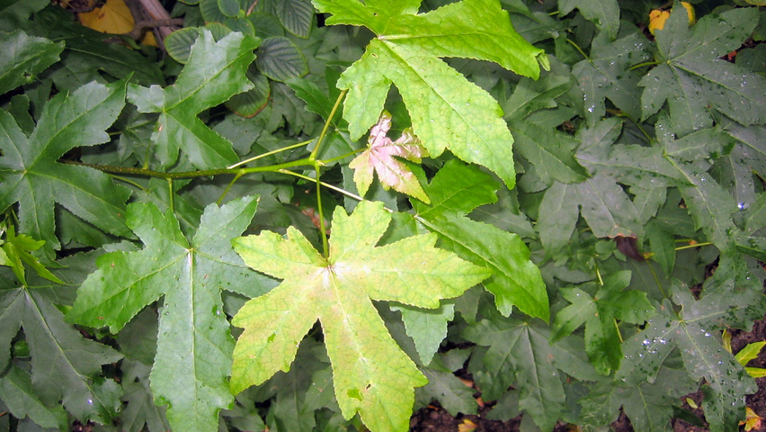 Liquidambar formosana leaves